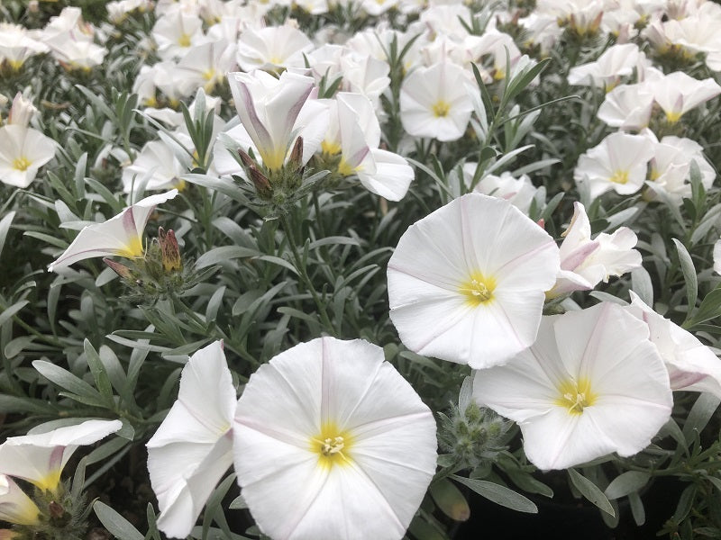 Convolvulus Cneorum P14 30cm Keans Claremorris