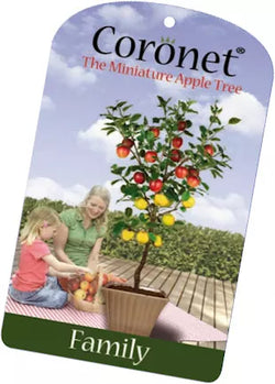 Miniature self-fertile apple tree Katy on Elstar, fruits first year, perfect for patios and small gardens – Keans Claremorris