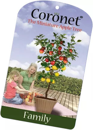 Miniature self-fertile apple tree Katy on Elstar, fruits first year, perfect for patios and small gardens – Keans Claremorris