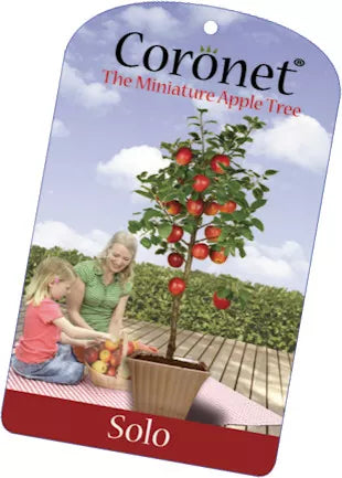 Miniature self-fertile Solo Falstaff apple tree, fruits first year, ideal for patios and small gardens – Keans Claremorris