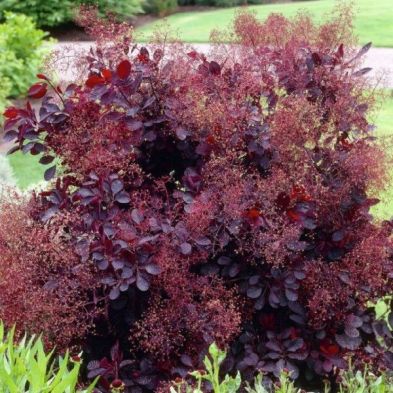 Cotinus cog. 'Royal Purple' 3L 30-40cm