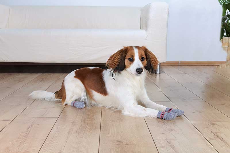 Grey non-slip dog socks size L, 2pcs pack, cotton with rubber dots, protects floors and wounds, Keans Claremorris