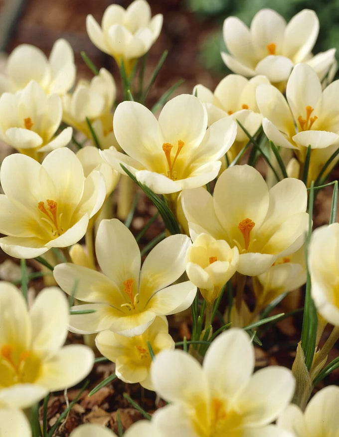 Crocus ‘Cream Beauty’ Bulbs Keans Claremorris