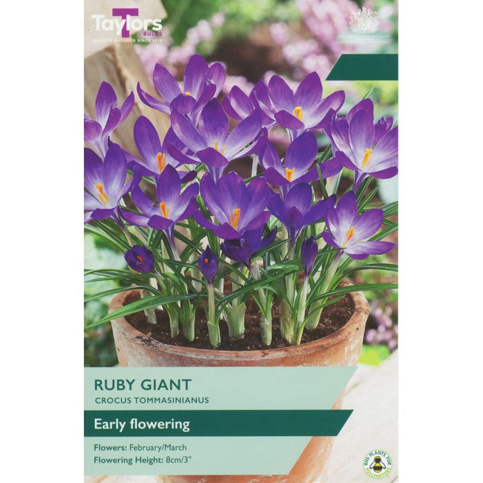 Crocus Ruby Giant 5-7 Keans Claremorris