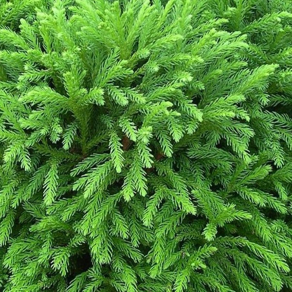 Cryptomeria Japonica Globosa Nana Keans Claremorris
