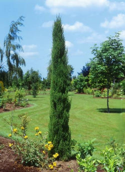 Cupressus Sempervirens (Plantsize 150-175cm) Keans Claremorris