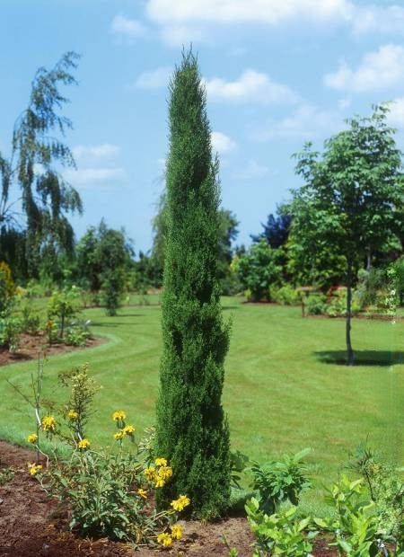 Cupressus Sempervirens (Plantsize 150-175cm) Keans Claremorris
