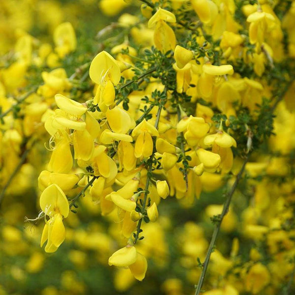Cytisus Racemosus P14 35cm Keans Claremorris