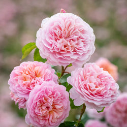 Rosa 'Eustacia Vye' 6L David Austin