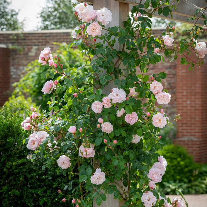 Rosa 'The Generous Gardener' 6L David Austin - Image 9