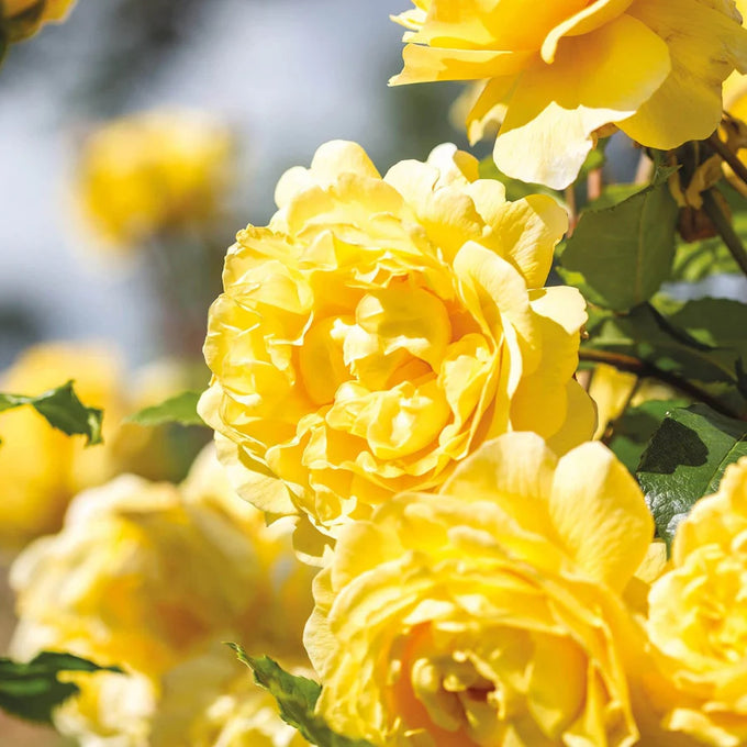 Rosa 'The Poet's Wife' 6L David Austin - Image 9