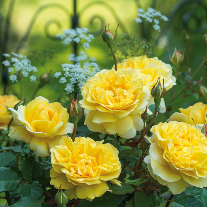 Rosa 'The Poet's Wife' 6L David Austin - Image 2