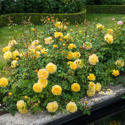 Rosa 'The Poet's Wife' 6L David Austin