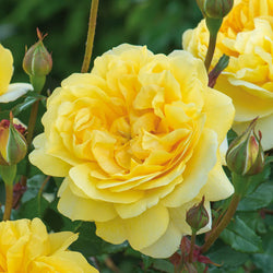Rosa 'The Poet's Wife' 6L David Austin