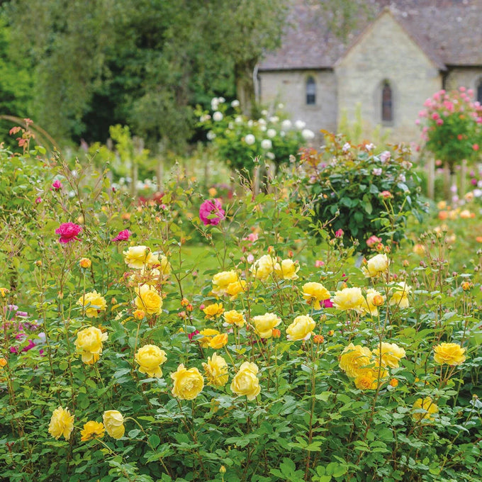 Rosa 'The Poet's Wife' 6L David Austin - Image 5