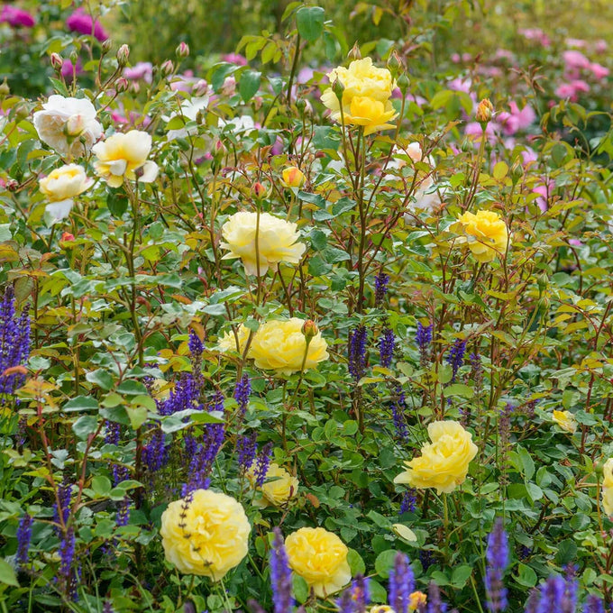 Rosa 'The Poet's Wife' 6L David Austin - Image 4