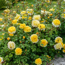 Rosa 'The Poet's Wife' 6L David Austin