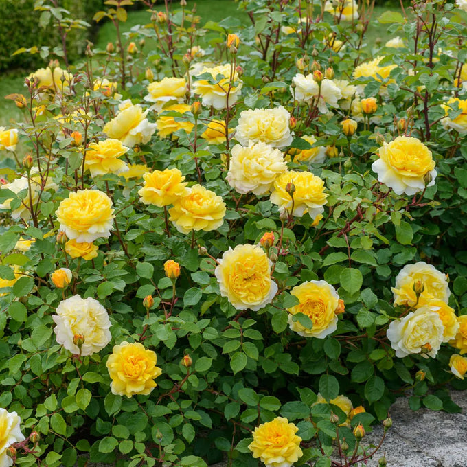 Rosa 'The Poet's Wife' 6L David Austin - Image 3