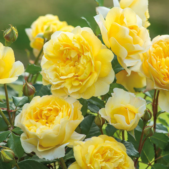 Rosa 'The Poet's Wife' 6L David Austin - Image 1