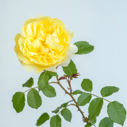 Rosa 'The Poet's Wife' 6L David Austin