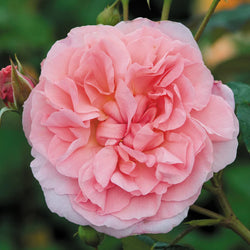 Rosa 'Strawberry Hill' 6L David Austin