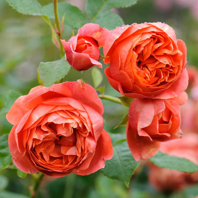 Rosa 'Summer Song' 6l David Austin - Image 1
