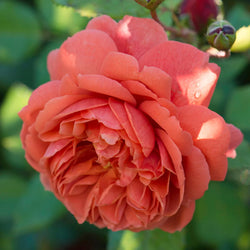 Rosa 'Summer Song' 6l David Austin