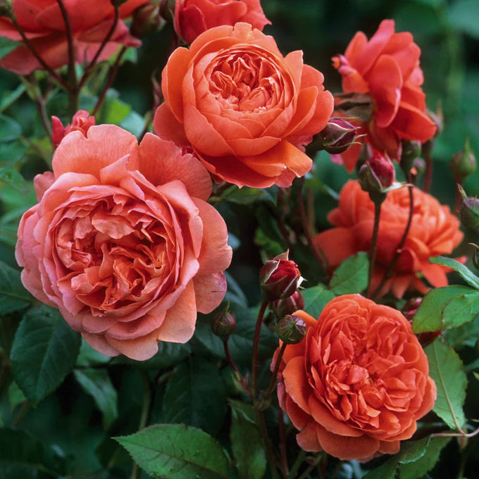 Rosa 'Summer Song' 6l David Austin - Image 5