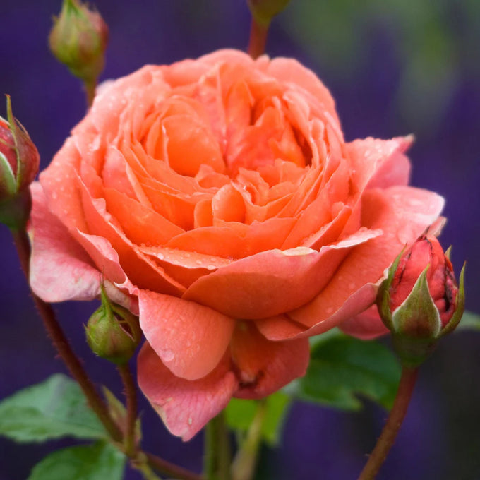 Rosa 'Summer Song' 6l David Austin - Image 2