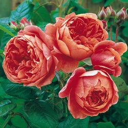 Rosa 'Summer Song' 6l David Austin