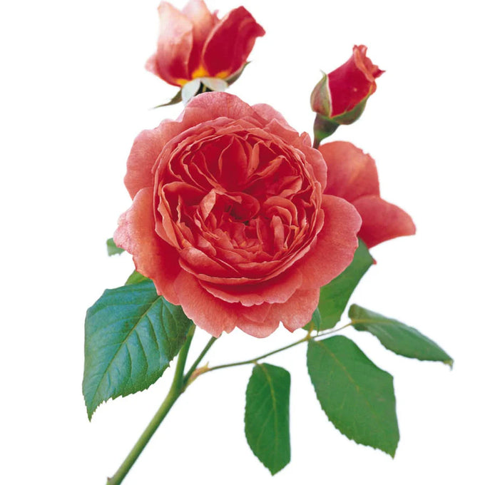 Rosa 'Summer Song' 6l David Austin - Image 6
