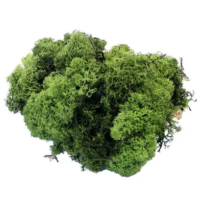 500g Dark Reindeer Moss - Image 1