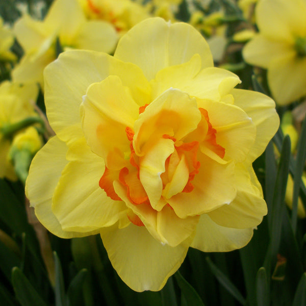 Narcissus 'Tahiti' – Double Daffodil (Bulk 20kg Bag)