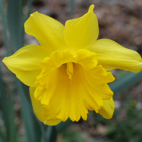 Narcissus King Alfred Select 14-16 20Kg