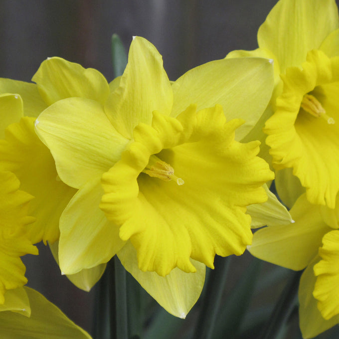 Narcissus ‘Tamara’ – 20kg Bulk - Image 1