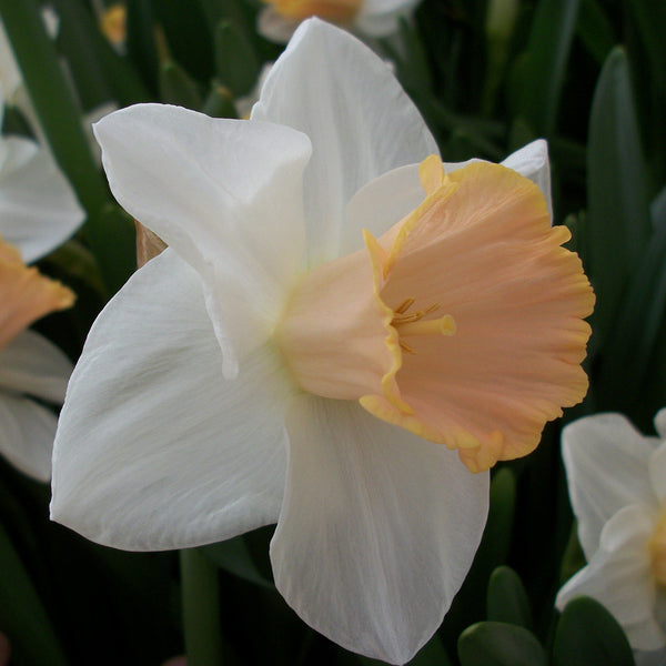 Narcissus ‘Salome’ – 20kg Bulk