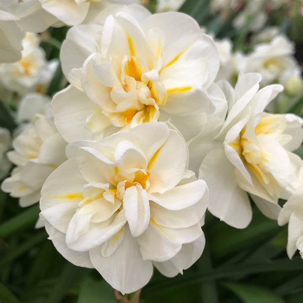 Narcissus ‘Sir Winston Churchill’ – Bulk 20kg
