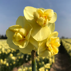 Narcissus ‘Yellow Cheerfulness’ – Bulk 20kg