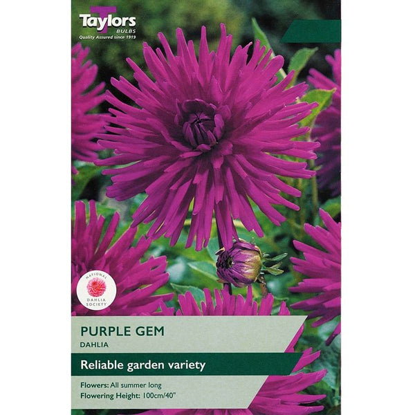 Dahlia Purple Gem