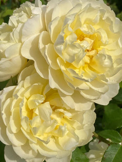 David Austin Rosa 'Imogen' 6L Rose with fragrant apricot-to-cream blooms, repeat flowering, 120cm tall – Keans Claremorris