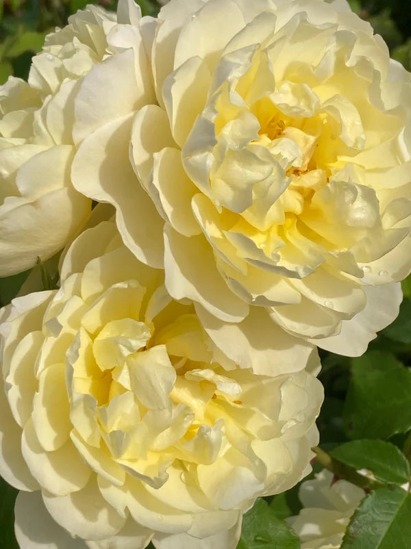 David Austin Rosa 'Imogen' 6L Rose with fragrant apricot-to-cream blooms, repeat flowering, 120cm tall – Keans Claremorris