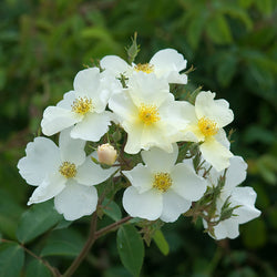 David Austin Rosa Kew Gardens 6L Rose, white English shrub rose, near thornless, fragrant lemon, Award of Garden Merit –