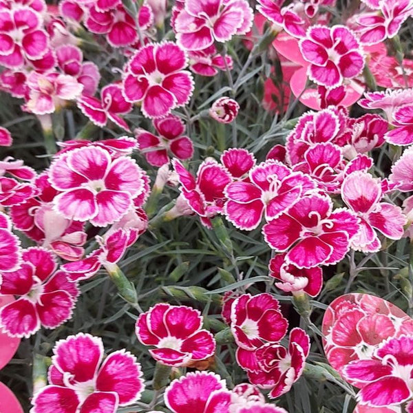 Dianthus 'Flutterburst', 2L Keans Claremorris