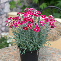 Dianthus 'Flutterburst', 2L