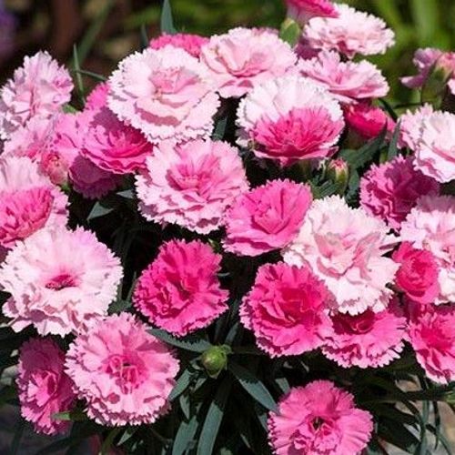 Dianthus I Love U P14 25cm Keans Claremorris