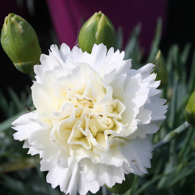 Dianthus 'Memories' 9cm Keans Claremorris