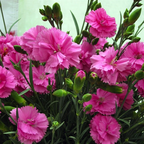 Dianthus 'Tickled Pink', 2L Keans Claremorris