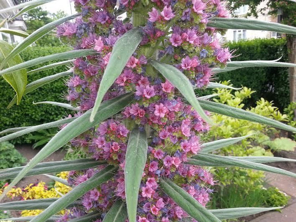 Echium pininana 'Pink Fountain' 3L Keans Claremorris