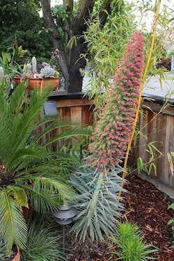 Echium pininana 'Pink Fountain' 3L