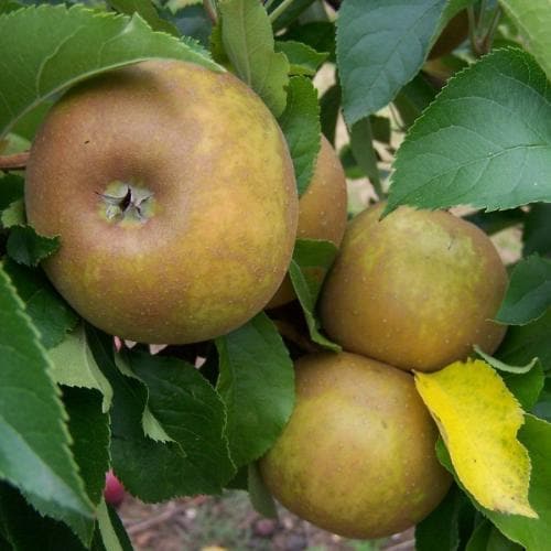 Malus domestica ‘Egremont Russet’ – Apple Tree - Image 2